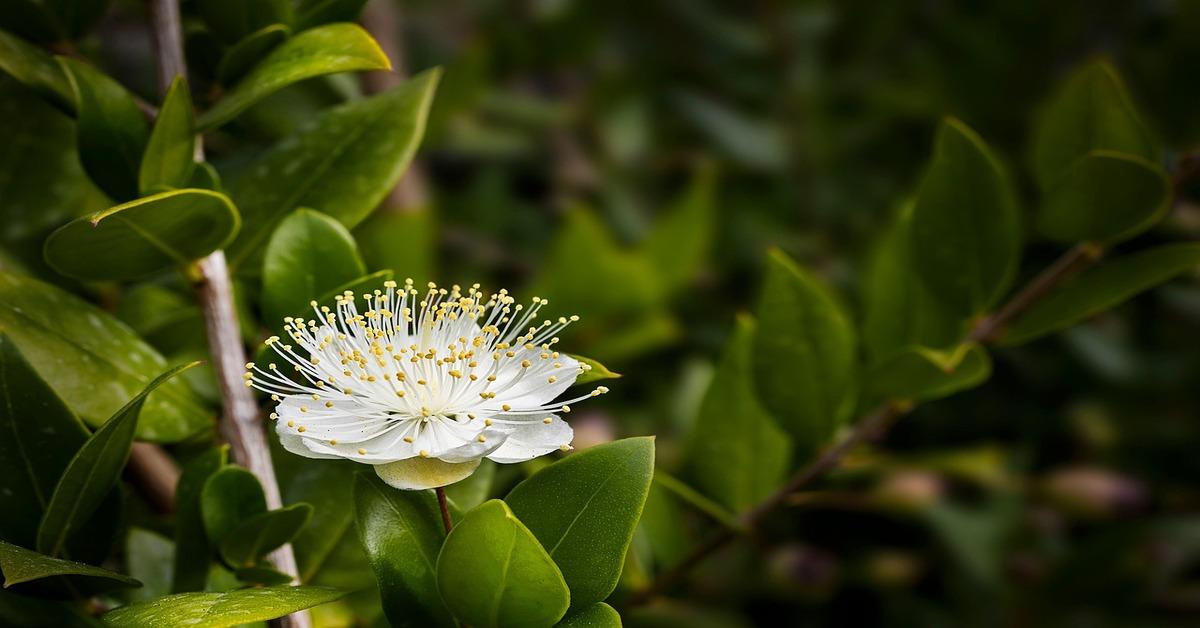 Exploring Indigenous Bush Foods: The Unique Flavors of Australia